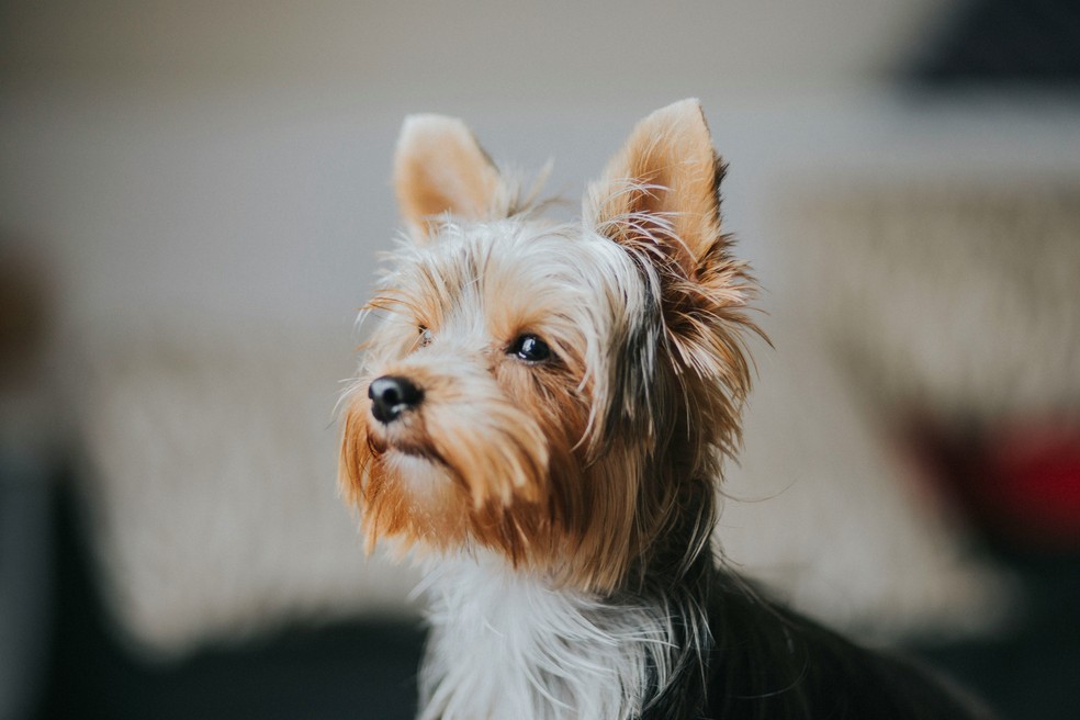 Yorkshire terrier — Foto: Unsplash