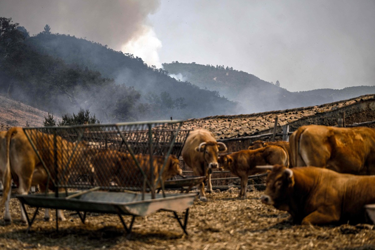 Estresse térmico ameaça a saúde de um bilhão de vacas em todo o mundo ...