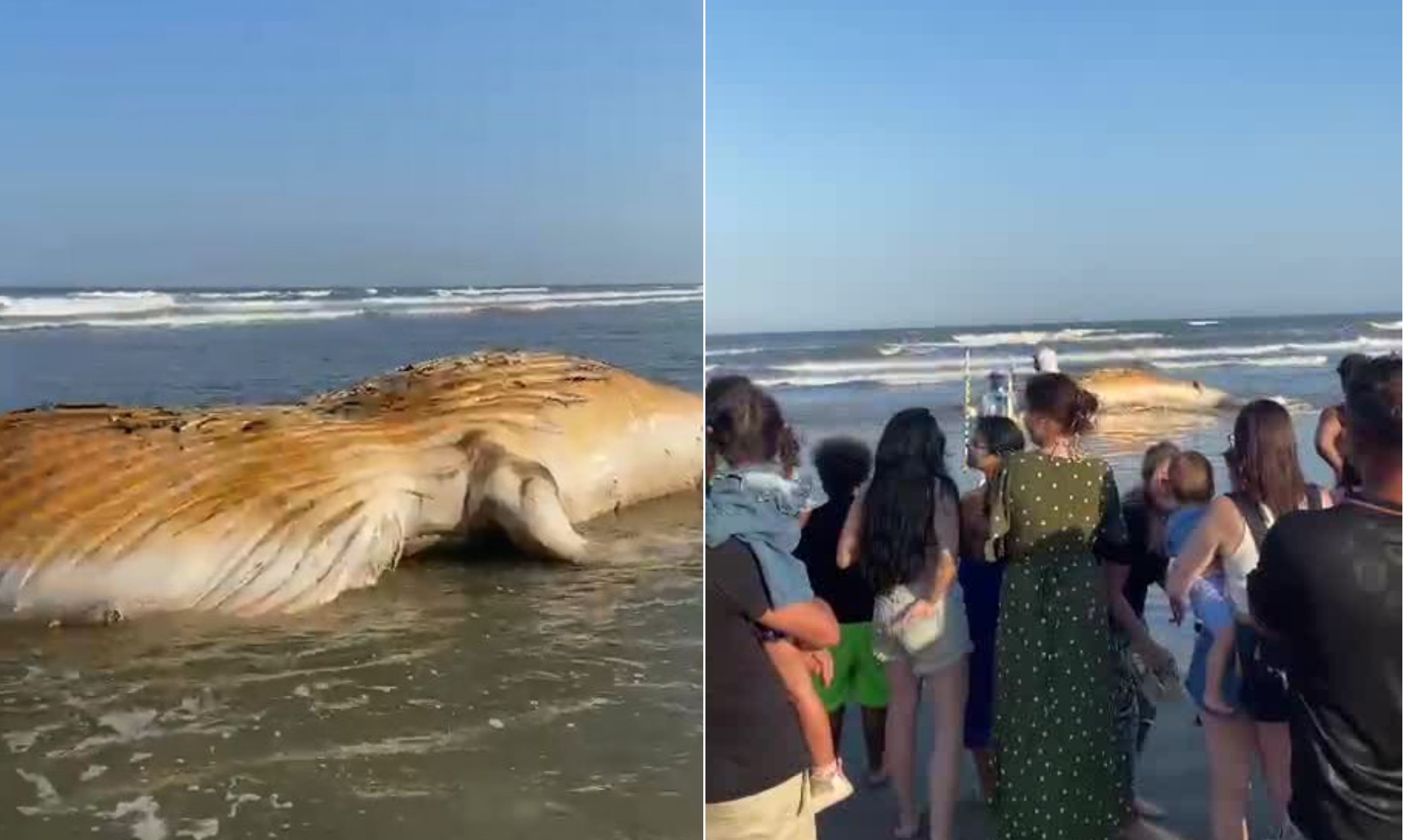 Filhote de baleia encalhado surpreende banhistas em Praia Grande; veja vídeo