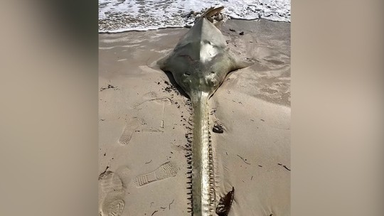 'Giro da morte': Cientistas investigam comportamento de peixes-serra na costa dos EUA; veja vídeo