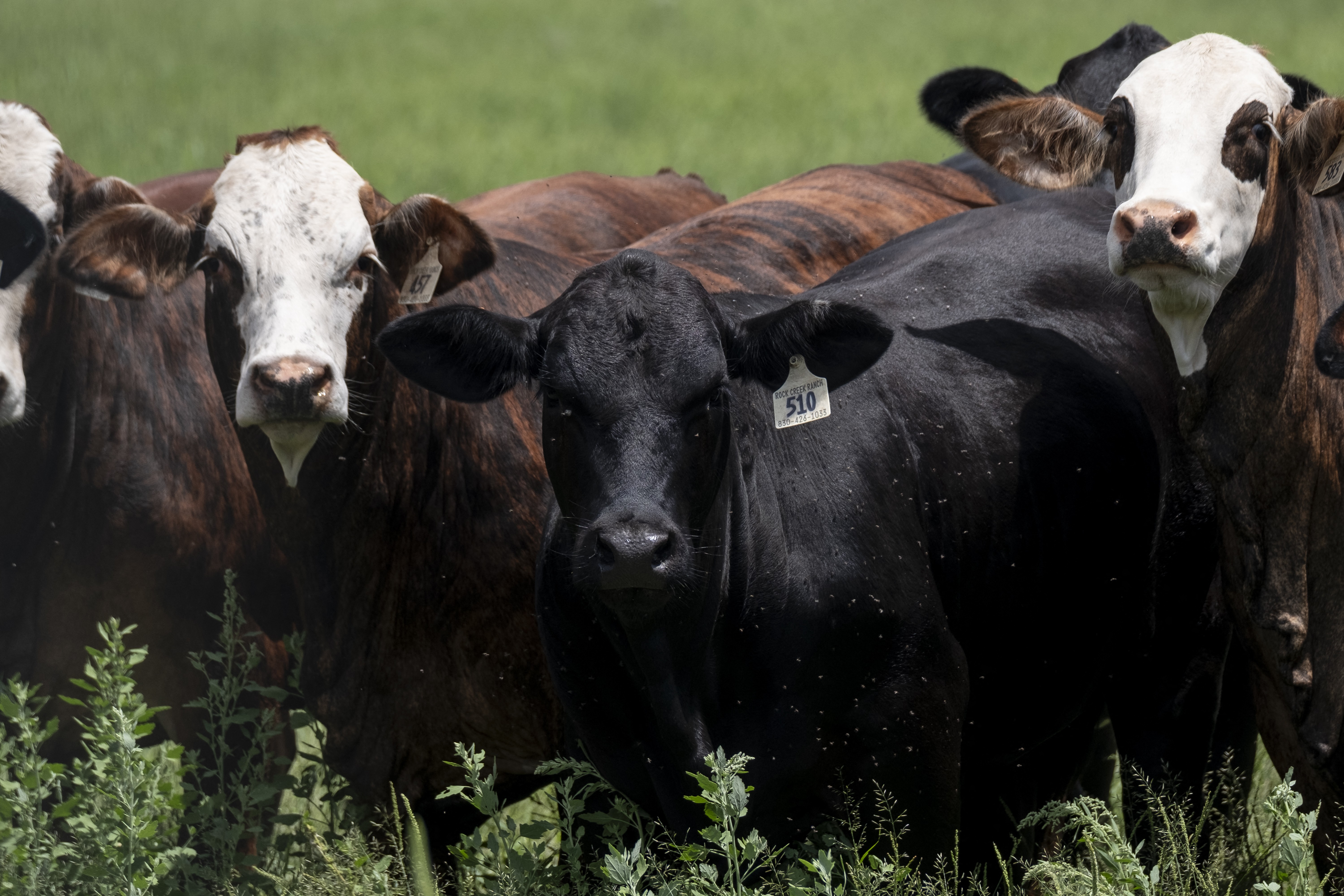 Texas confirma quarto caso de parasita mortal para