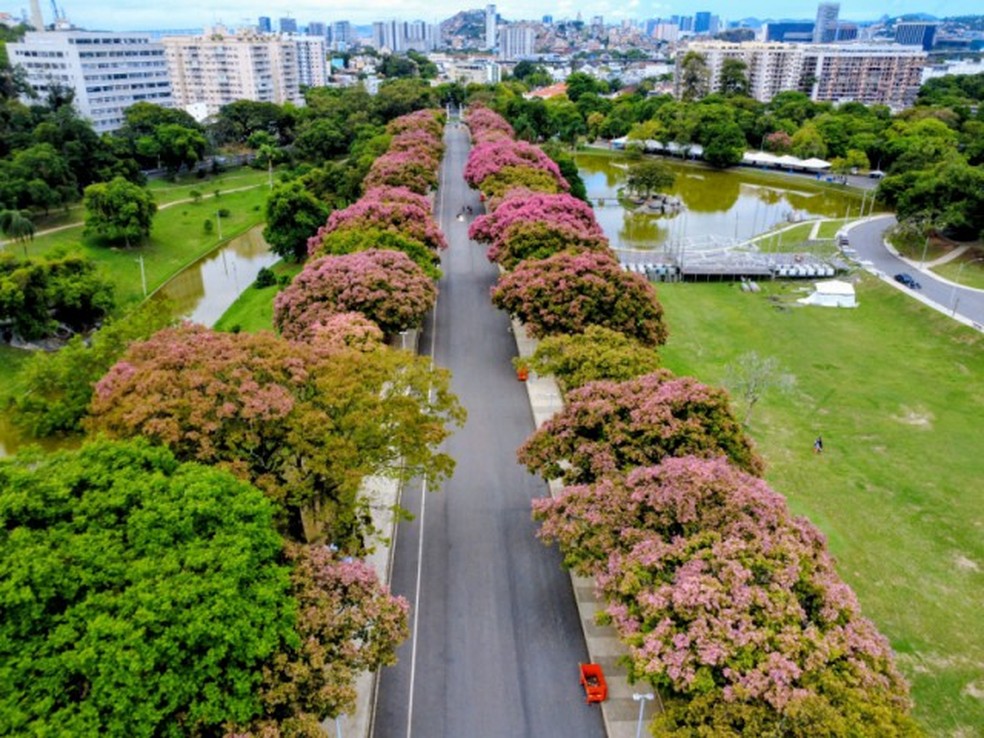 Sapucaias on the main road of Quinta da Boa Vista - Photo: Custodio Coimbra