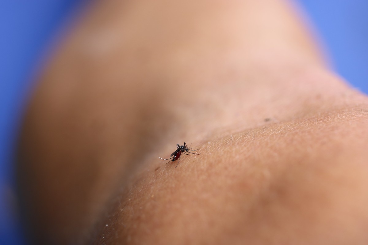 Dengue: Casos na Bahia e São Paulo Disparam em 2024 - Ministério da Saúde Alerta