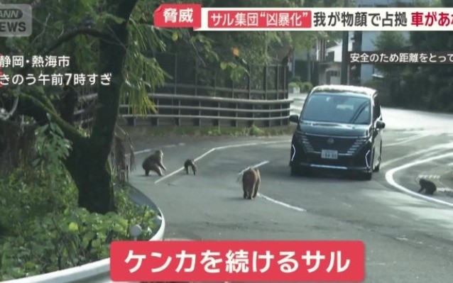 Macacos se espalham por ruas, mordem homem e avançam contra carros em cidade turística no Japão; vídeo - Foto