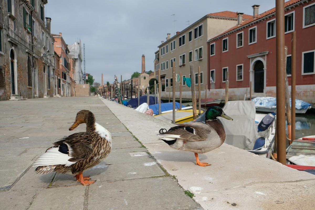 Sem tanta gente nas ruas, patos parecem tranquilos nas calçadas de VenezaReuters