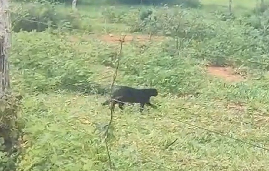 Onça-preta é filmada em fazenda de Minas Gerais; veja vídeo