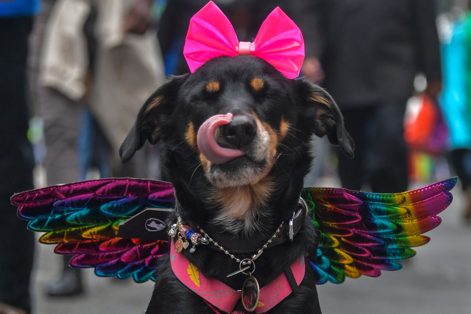 Um cachorro participa da 26ª Parada do Orgulho Gay, com o tema "Vote com orgulho – por uma política que você representa", em São Paulo — Foto: NELSON ALMEIDA / AFP
