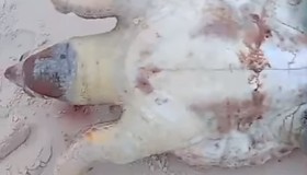 Tartaruga gigante é encontrada morta na Praia da Barra: terceira em uma semana, segundo surfistas