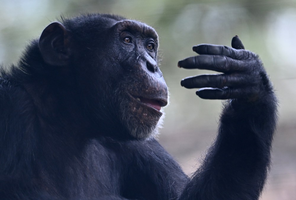 Colômbia envia último chimpanzé em cativeiro para santuário no Brasil