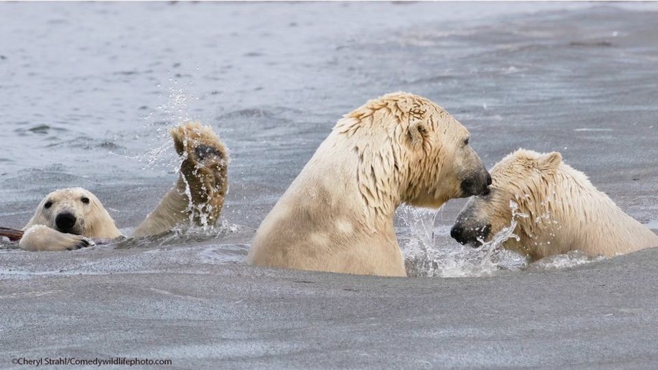 Quem nunca atrapalhou uma foto romântica? Nas águas do norte do Alaska, a fotógrafa Cheryl Strahl registrou o momento em que um urso polar parece invadir a foto.Cheryl Strahl / Comedy Wildlife Photography Awards 2021