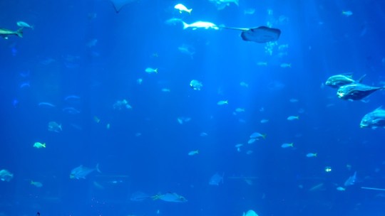No fundo do mar: AquaRio terá concertos à luz de velas no Dia das Mães, com peixes e tubarões 