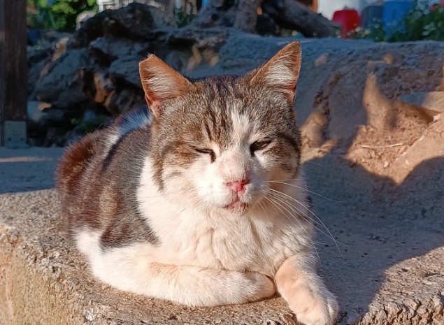 Gosta de gatos? Projeto oferece moradia de graça em ilha na Grécia para cuidar de felinos; saiba como se inscrever - QTU Questões do Universo