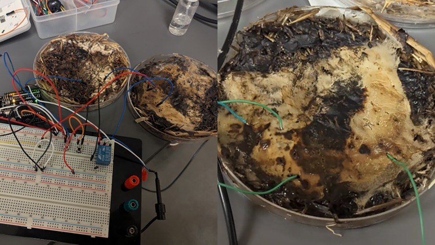 Memristores sustentáveis ​​derivados do micélio do cogumelo shiitake para bioeletrônica de alta frequência