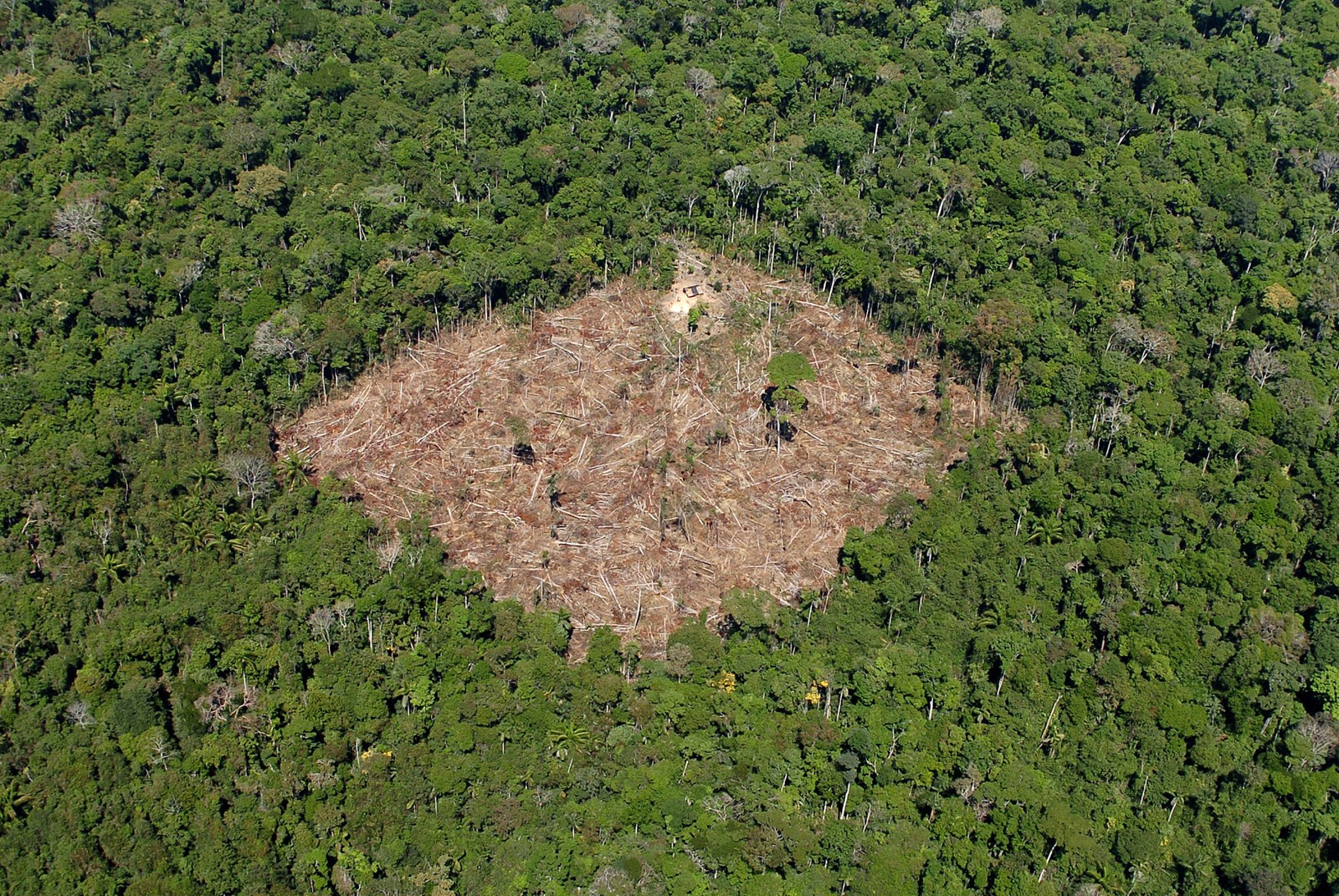 Em 2021, foram mapeados mais de 13 mil km desmatados na Amazônia, situação só vista em 2008.