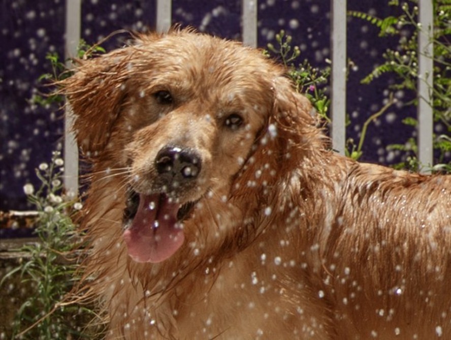 O cão Sol, da raça Golden Retriever, se refresca com banho de mangueira.