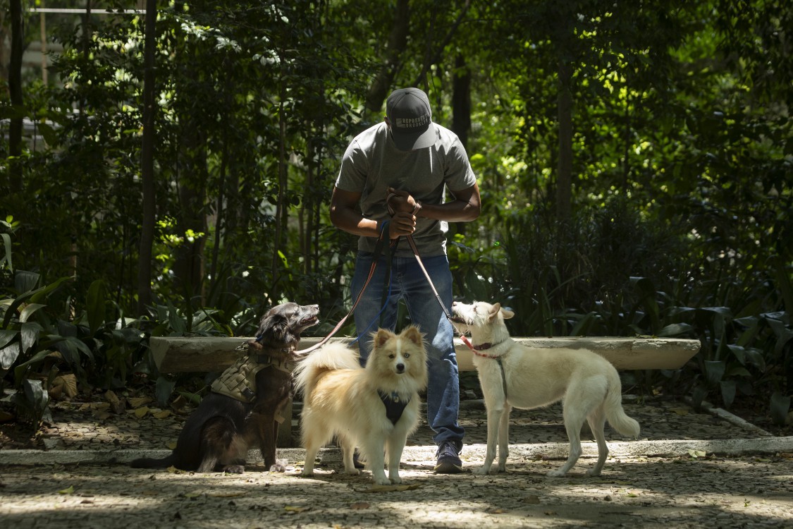 João da Luz, passeador, com Luke, Eva e Mogli, frequentadores do parque Trianon, em São Paulo. Passeio em horas mais frescas — Foto: Maria Isabel Oliveira / Agência O Globo
