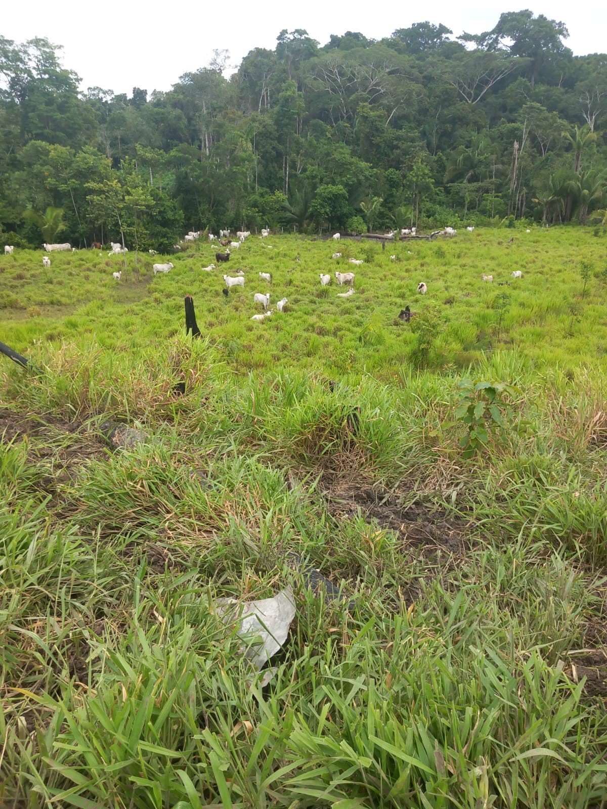 Pastagem com 600 cabeças de gado — Foto: Siã Huni Kuin / Askarj