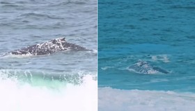 Banhistas avistam baleia em praia de Itaipuaçu: 'Ficamos apreensivos de estar tão perto'