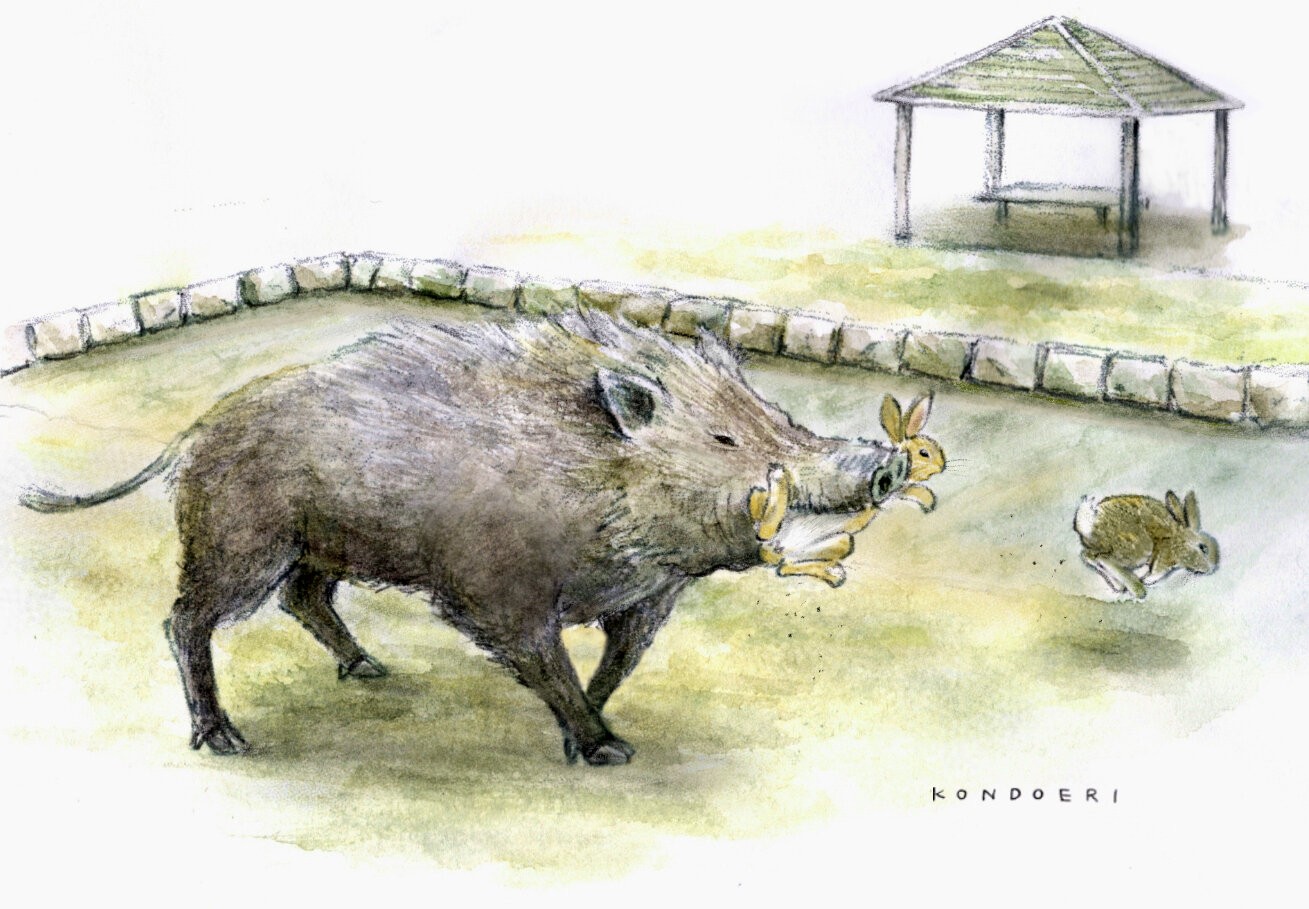 Alimentar coelhos em ilha turística do Japão pode afetar todo o ecossistema — e envolver até javalis, conclui estudo - QTU Questões do Universo