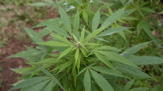 Maconha: Grande estudo revela com que frequência a cannabis desencadeia episódios psicóticos