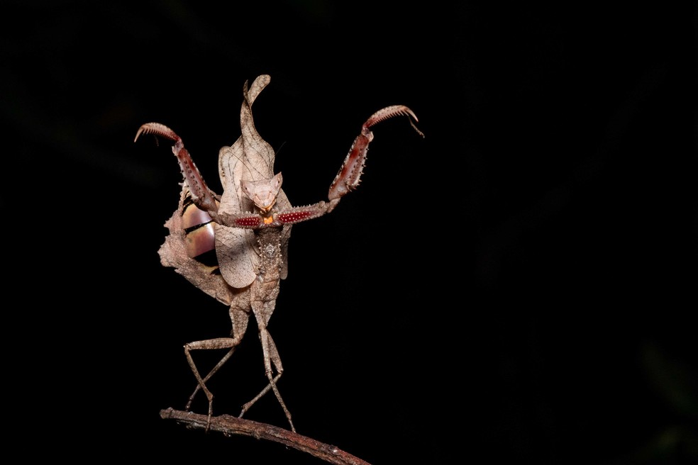 Louva-a-deus Acanthops, uma das espécies encontradas no Brasil — Foto: Divulgação / Jardim Botânico do Rio de Janeiro