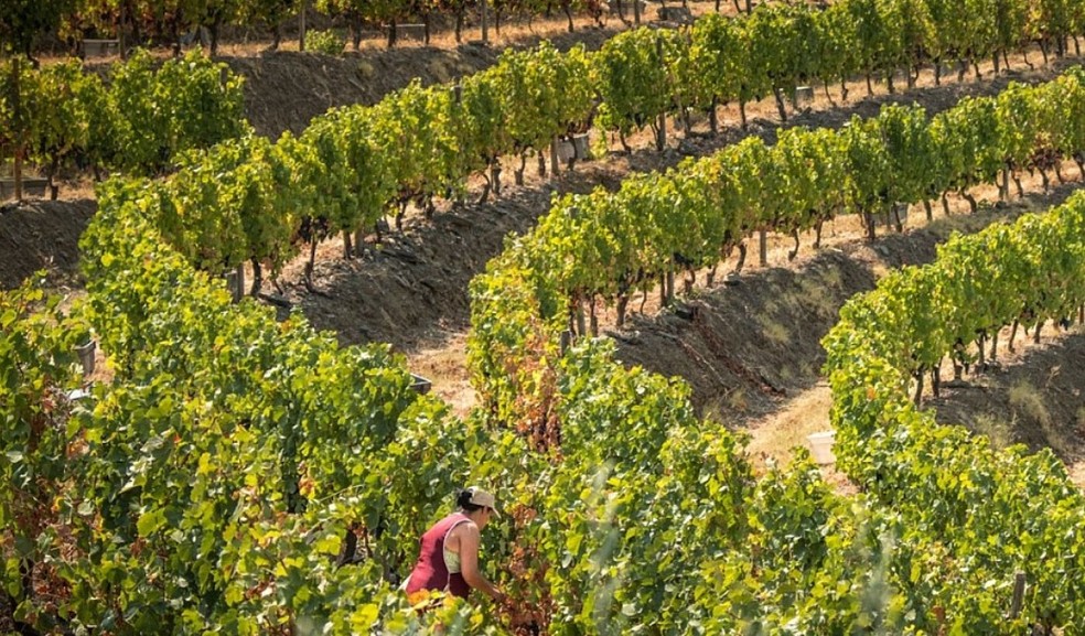 Vinhedo da Quinta do Vallado, no Douro — Foto: Divulgação / Quinta do Vallado
