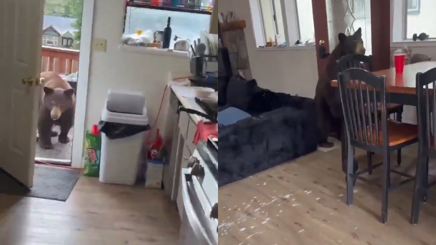 Urso invade casa nos EUA e reação de morador colombiano viraliza; veja - QTU Questões do Universo