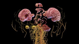 Comandado pelo cérebro, o órgão mais complexo do corpo humano, o sistema envia e recebe mensagens o tempo todo — Foto: Divulgação/SciePro