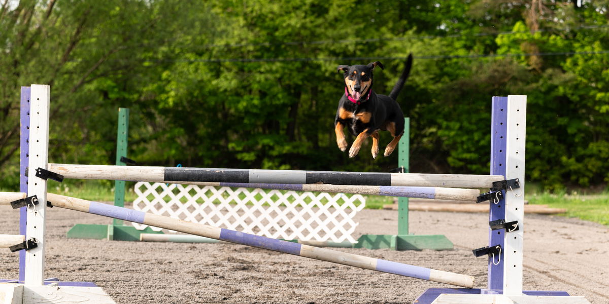 Miles, o vira-lata resgatado que chegou a um dos maiores torneios caninos dos EUA