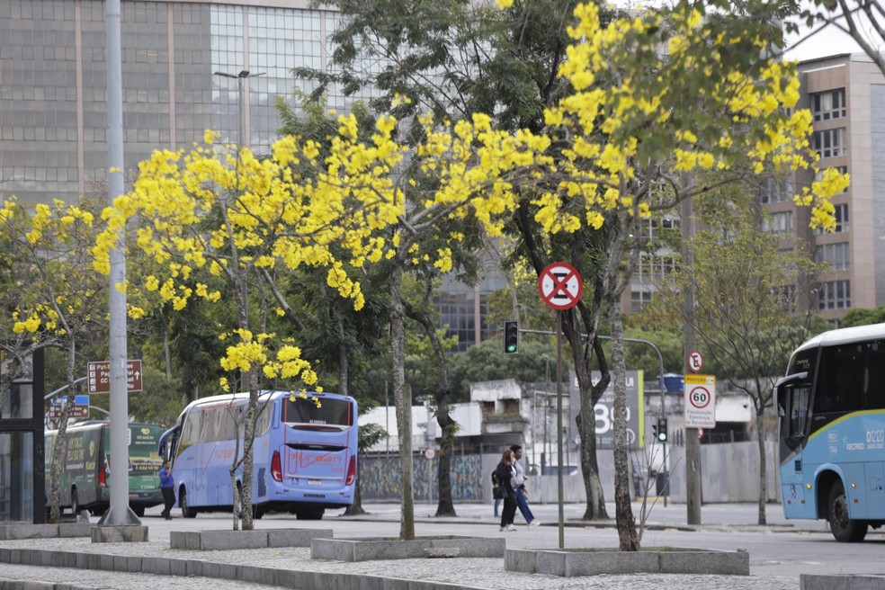 Os ipês são árvores que perdem todas as flores antes do período de floração — Foto: Domingos Peixoto / Agência O Globo