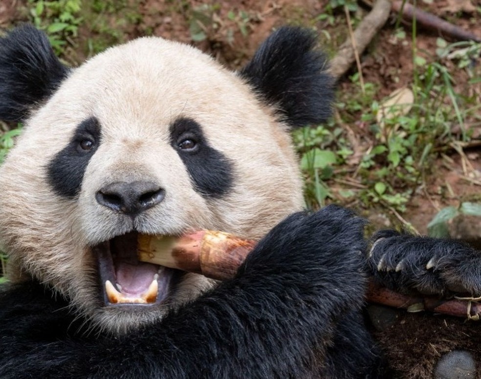 China envia dois ursos panda gigantes para zoológico da Califórnia, nos EUA, em 2024 — Foto: Reprodução