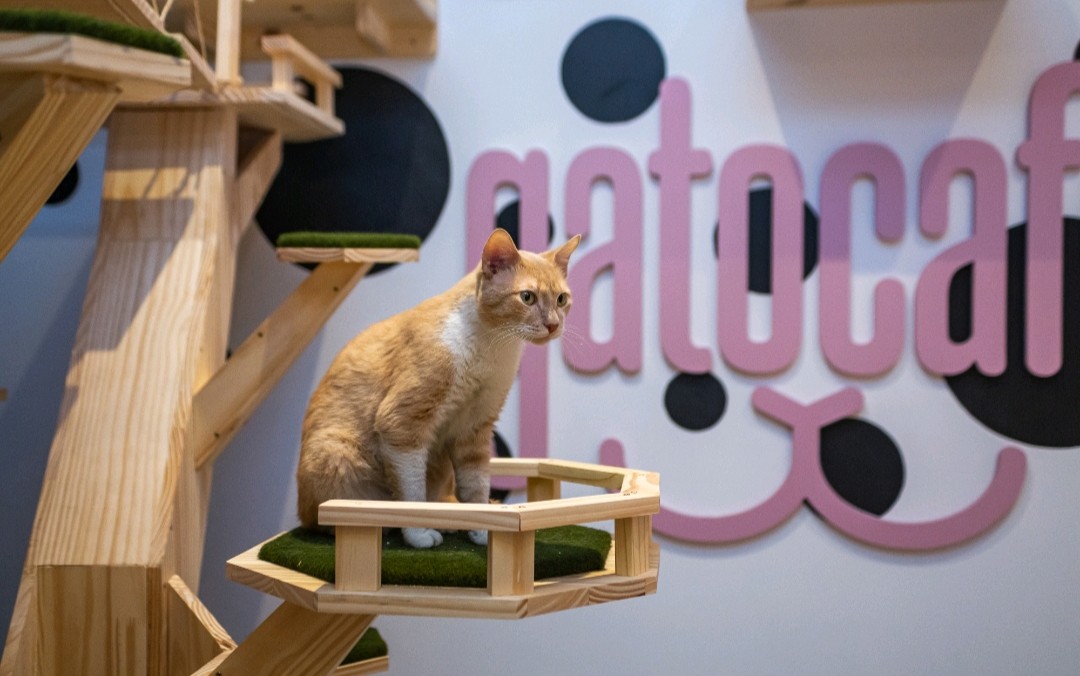 Gato Café se despede do Via Parque, na Barra, com evento de adoção em parceria com ONG