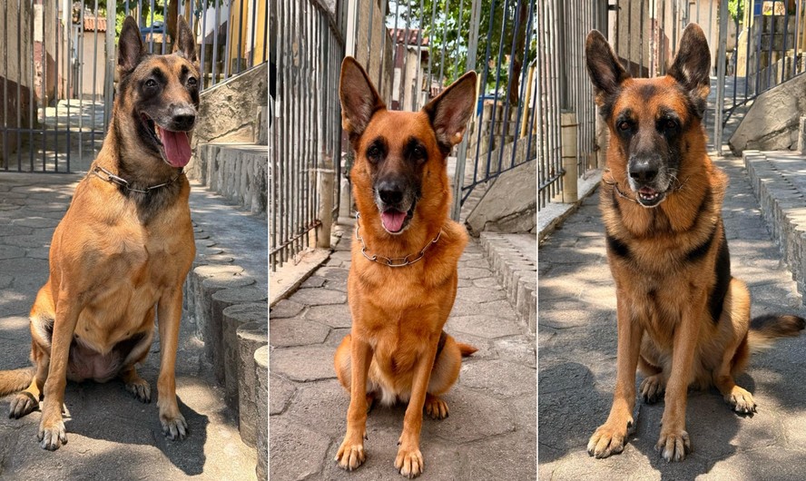 Os c&atilde;es da Guarda Municipal Milla, Nova Diana e Nero