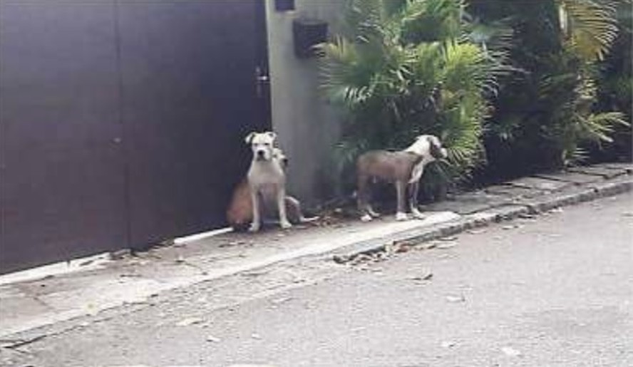 Os cachorros de Orochi, que ficam soltos, sem coleiras e focinheiras fora da mansão do rapper