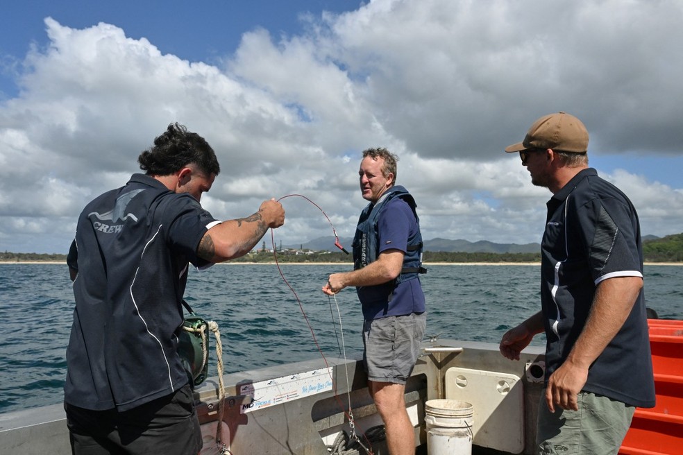 Charlie Kerr (left), Paul Butcher and Tom Pracy, from the shark monitoring programme, collecting smart fishing lines fitted with baited hooks — Photo: SAEED KHAN / AFP
