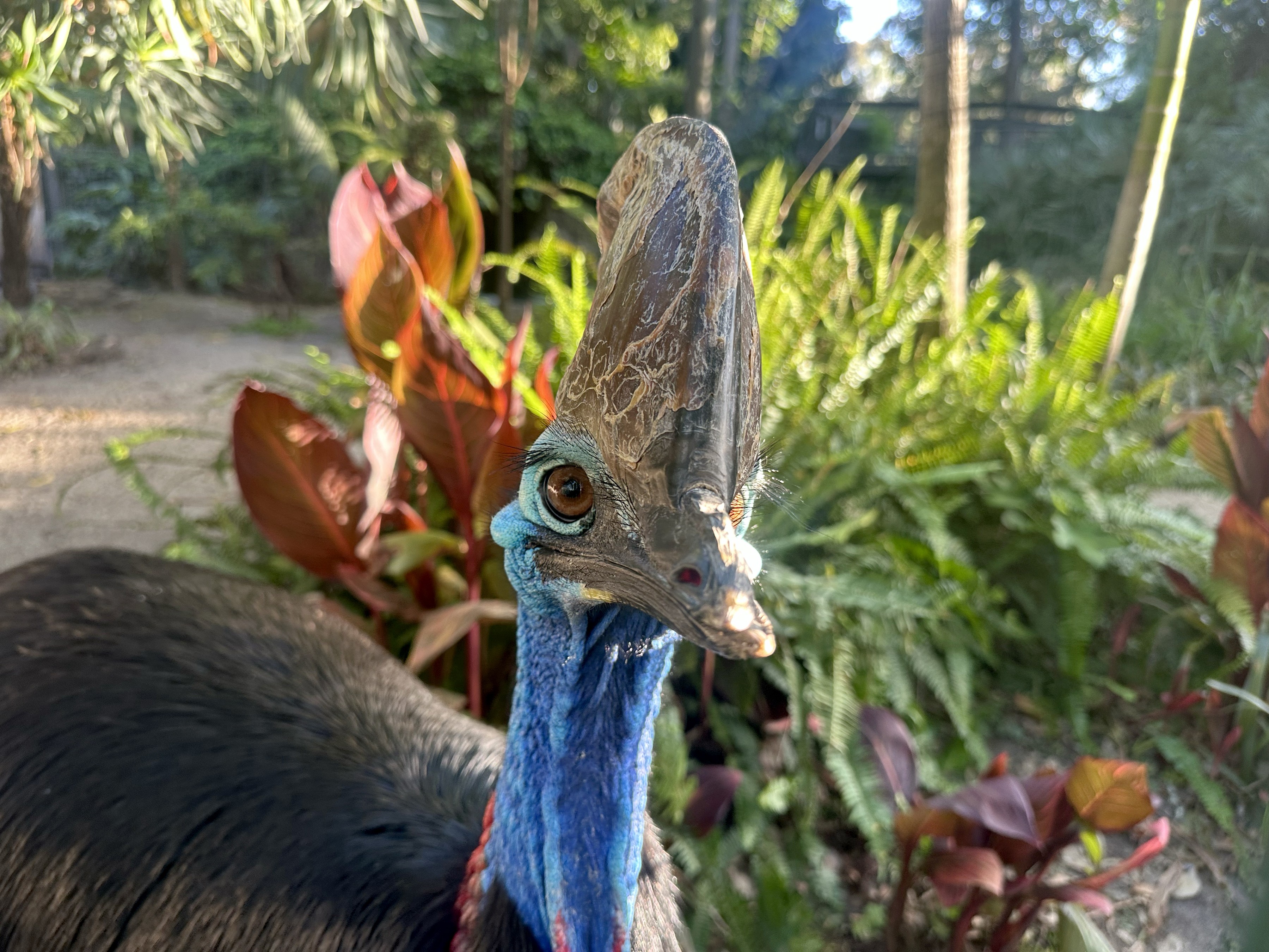 Deu match! Zoológico australiano vira cupido para aves gigantes, que põem ovos (verde-neon) após 34 anos de jejum; veja