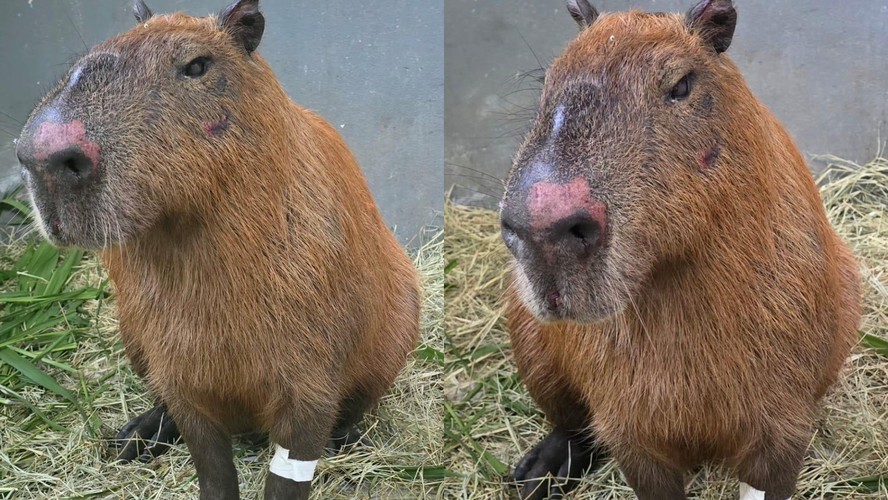 Multados em R$ 20 mil: presos por agredir capivara no Rio são os ...
