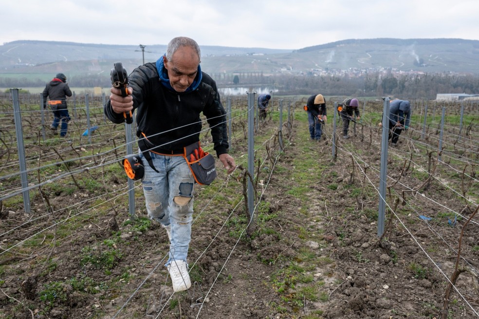 Trabalhadores rurais em vinhedos na região de Champanhe, na França — Foto: James Hill/The New York Times