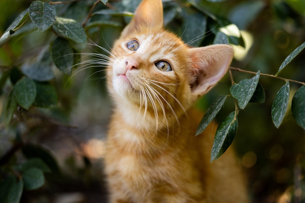 Gato laranja — Foto: Engin Akyurt por Pixabay