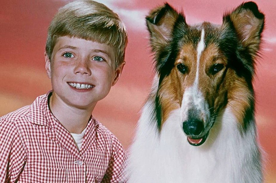 Lassie, na verdade, era um macho. Foto: Divulgação