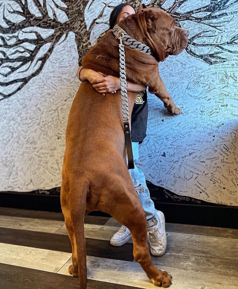 Hulk pitbull collar sale