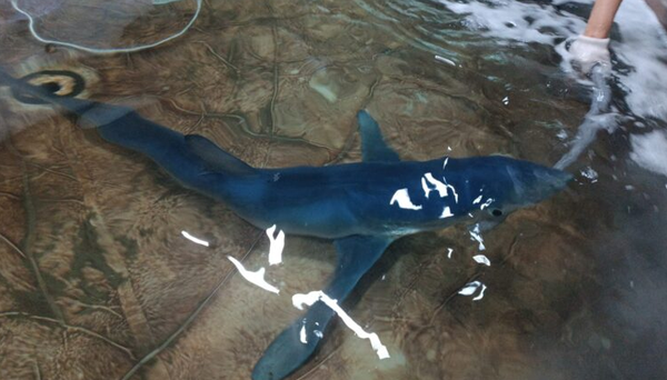 Tubarão azul encalha em Ilhabela e morre apesar dos esforços de resgate