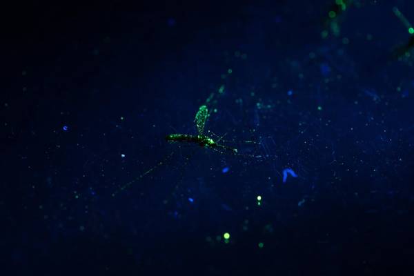 Uma fêmea do mosquito Anopheles, marcada com pó fluorescente, ao microscópio num laboratório de campo na ilha do Príncipe. Apenas as fêmeas dos mosquitos picam os humanos e, assim, espalham doenças.