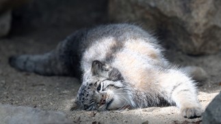 Azu, a gata-de-pallas, espécie considerada o felino mais velho do mundo, é vista em seu recinto no Kobe Animal Kingdom, em Kobe — Foto: AFP