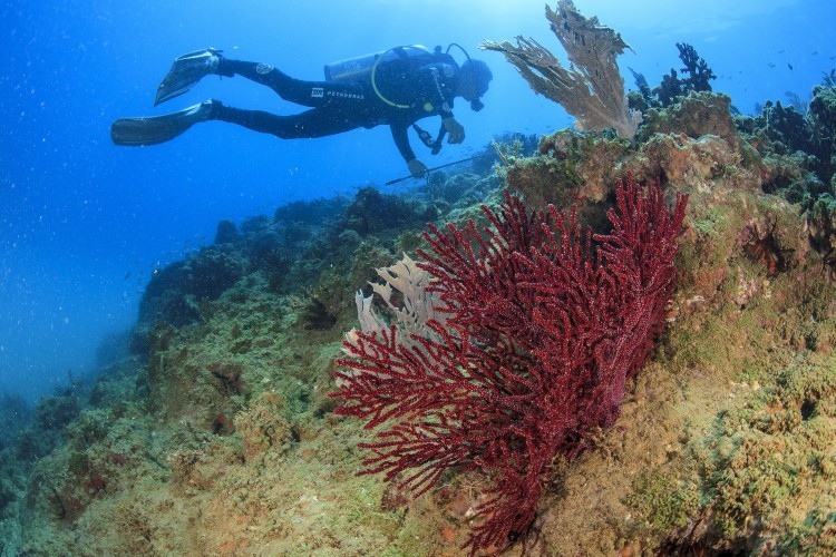 Alerta do mar. Em Abrolhos, mergulho entre corais, como o gorgônia-de-fogo: El Niño é risco à biodiversidade — Foto: Projeto Coral Vivo/Athila Bertoncini