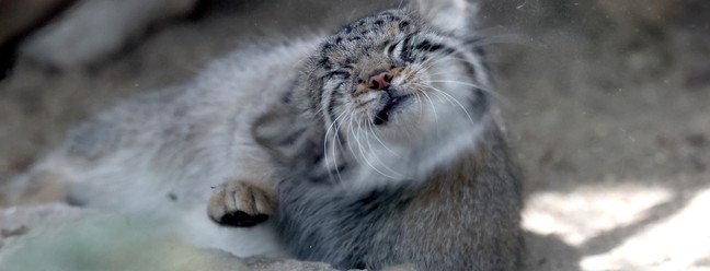 Azu, a gata-de-pallas, espécie considerada o felino mais velho do mundo, é vista em seu recinto no Kobe Animal Kingdom, em Kobe — Foto: AFP
