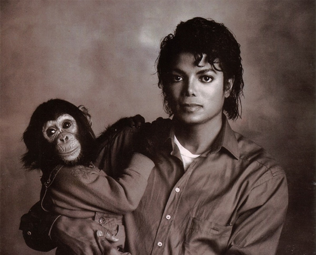 Cochilos e pintura: chimpanzé de Michael Jackson recebeu herança do cantor e leva vida tranquila em santuário