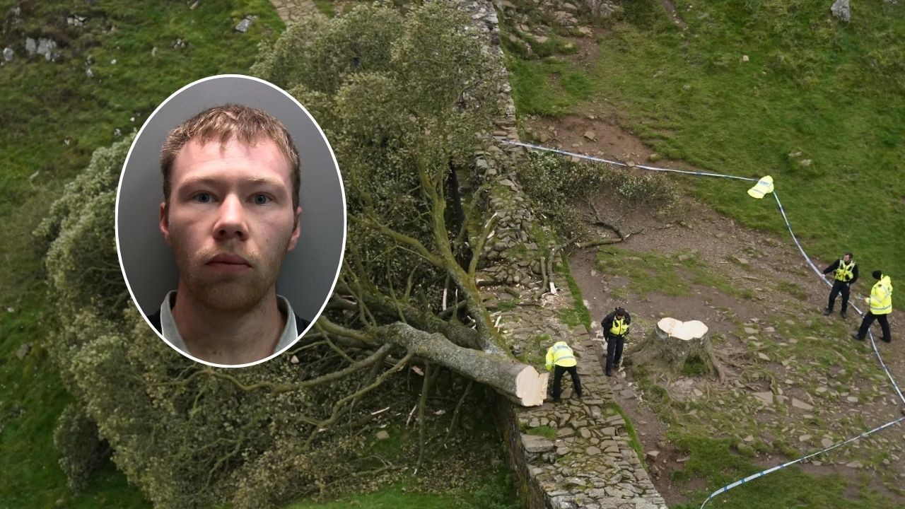 Homem que derrubou árvore símbolo em área da Unesco é solto antes do previsto