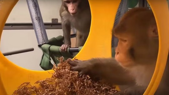 Grupo de médicos denuncia morte de uma dúzia de macacos nos testes de chips cerebrais de Elon Musk