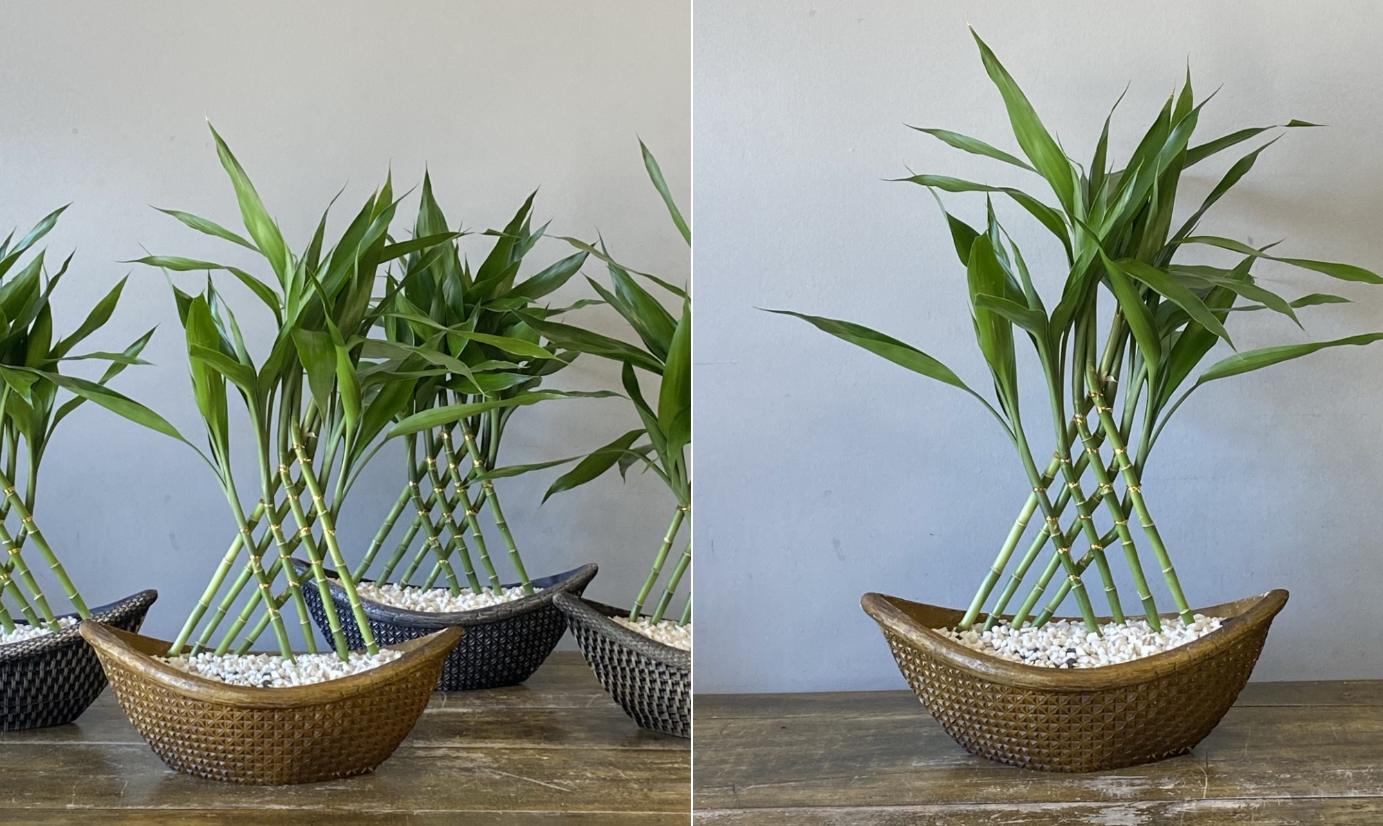 Bambu-da-sorte: onde colocar a planta para atrair prosperidade e equilíbrio, segundo o feng shui